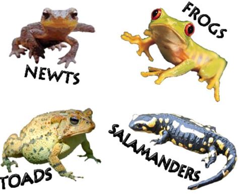 Examples Of Amphibians