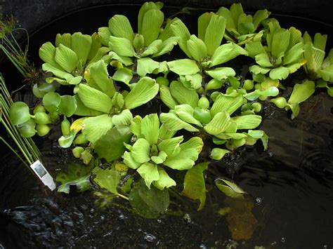 Examples Of Aquatic Plants With Names