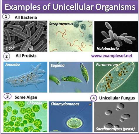 Examples of Unicellular Organisms | ExamplesOf.net