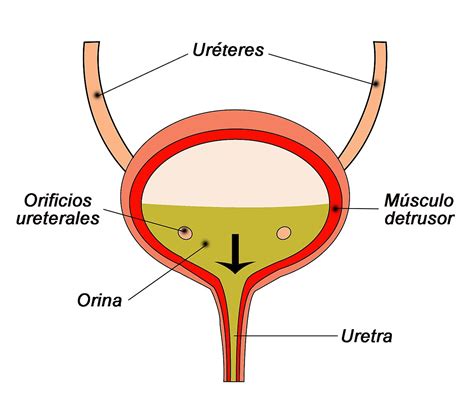 Excepcional Anatomía De Vegina Ilustración   Anatomía de ...