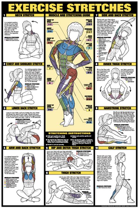 Exercise Stretches Poster   Laminated  Fitness Charts