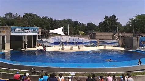 Exhibicición Delfines   Zoo Aquarium de Madrid   YouTube
