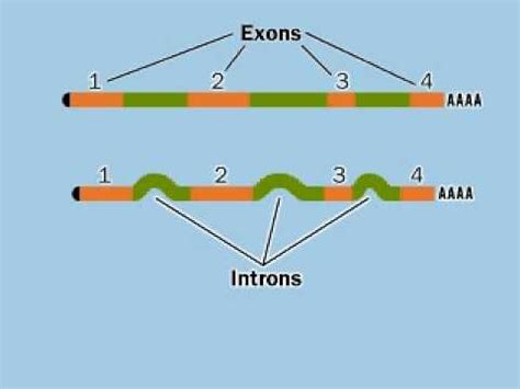 Exon, Intron and Splicing.flv   YouTube