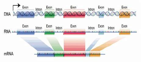Exon/Intron regions for eukaryotic DNA. | Download ...