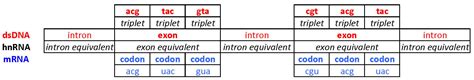 Exons, Introns & Codons