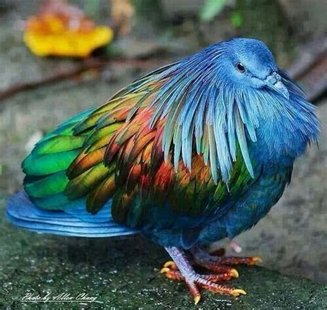 Exotic bird: A metallic rainbow dove....??? | Exotic ...