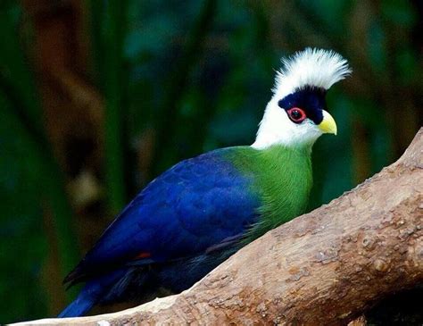 Exotic bird | Exotic Birds | Pinterest | Cats, Exotic and ...