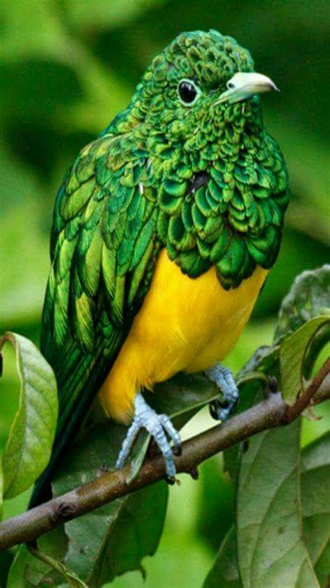 Exotic birds   Gorgeous African Emerald Cuckoo bird. This ...