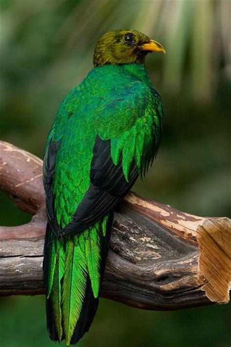 Exotic birds   Green Honeycreeper bird.  Male    Birds of ...