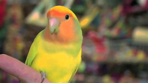Exotic Birds: Love Birds   YouTube