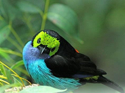 Exotic Birds Rainforest | Rainforest Birds Of Paradise ...
