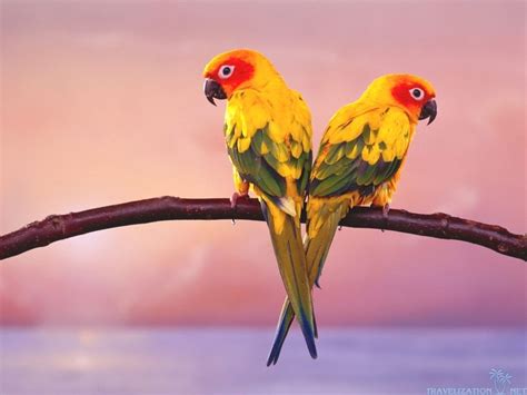 Exotic Birds Wallpapers | WallMaya.com