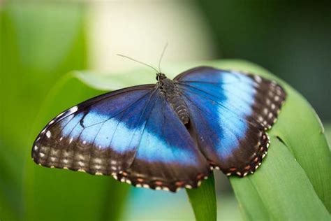 Exotic butterflies fly free at Bucharest Botanical Garden ...