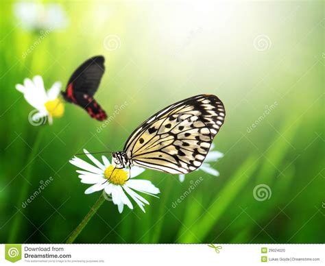 Exotic Butterflies Stock Photo   Image: 29024020