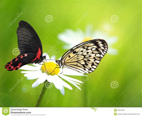Exotic butterflies stock photo. Image of grow, lawn ...