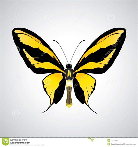 Exotic butterflies stock vector. Image of abdomen ...