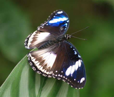 Exotic Butterfly | Flickr   Photo Sharing!
