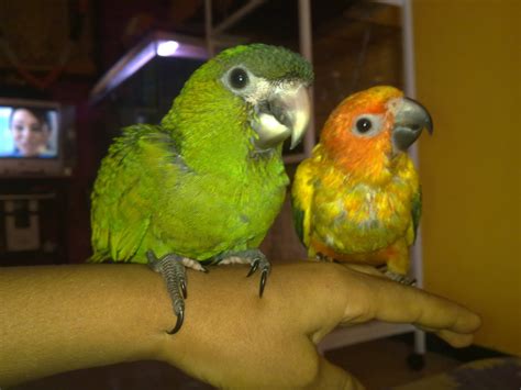 Exotic Parrots 4 Sale