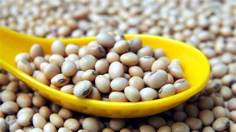 Experts harp on nutritional value of soya beans — Features ...