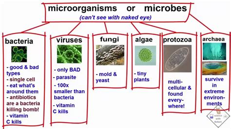 explanation of the types of microbes a science with bobert ...