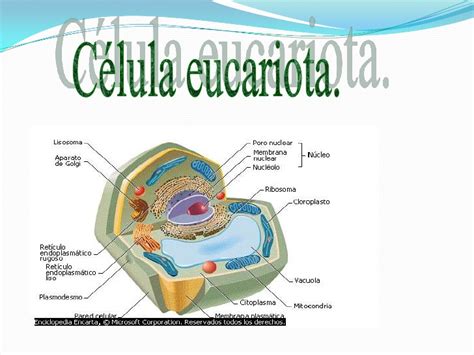 Expo Celulas Procariota Y Eucariota