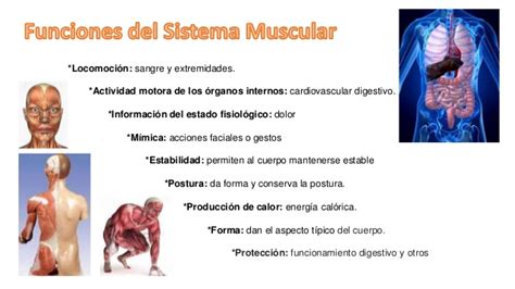 Exposición del sistema muscular