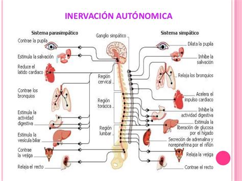 Exposicion Sistema Nervioso Autonomo  SNA