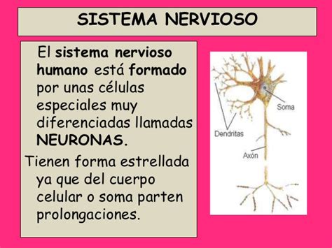 Exposicion sistema nervioso
