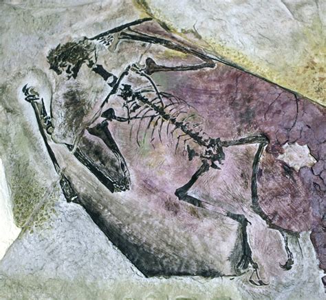 Expuesto en Brasil una réplica del fósil de un pterosaurio