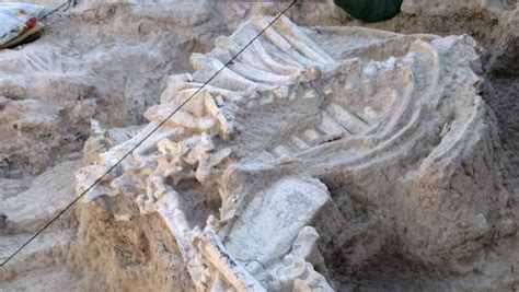 Extraen el mayor esqueleto de jirafa fósil de España en un ...