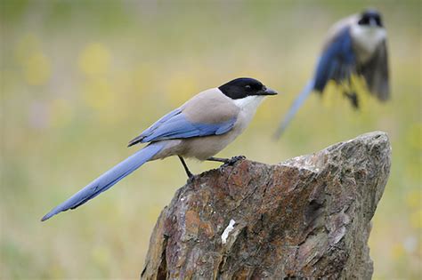 Extremadura is one of the best places for birdwatching in ...