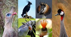 Extreme Crest Feathers: 10 Reasons Why Crest is Best | The ...