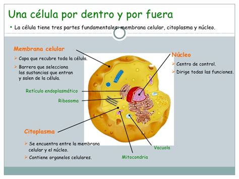 F:\Ciencia 2010\La Celula Clase 1