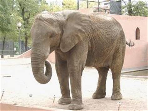 FAADA | El Zoo Botánico de Jerez traslada su elefanta a un ...