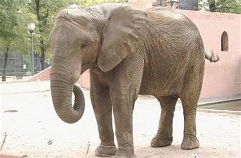 FAADA | El Zoo Botánico de Jerez traslada su elefanta a un ...