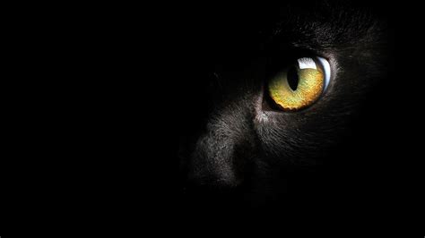 Face do gato preto, olho amarelo Papéis de Parede ...