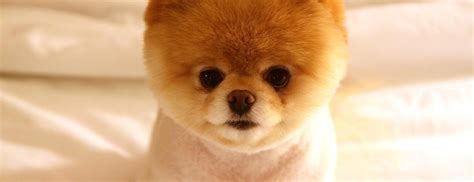 Facebook: Boo, el perro más mono del mundo. Blogs de ...