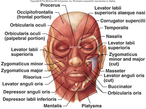 FacialMuscles   Lateral View Facial Muscles   Front View ...