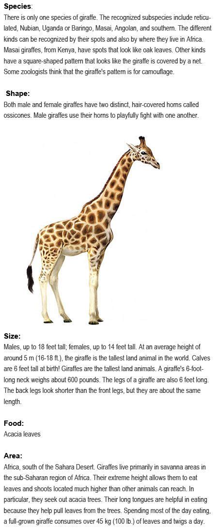 Facts about Giraffes for kids http ...