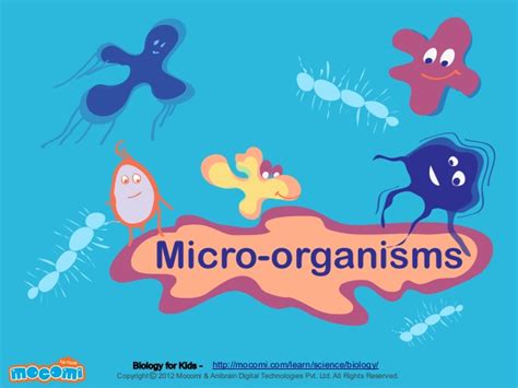 Facts about Microorganism for Kids   Mocomi.com