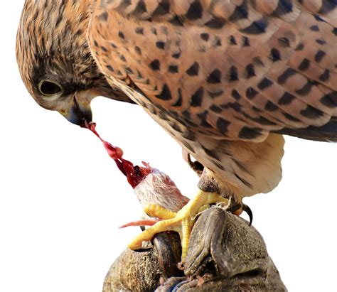 Falcon Aves Presa · Imagen gratis en Pixabay