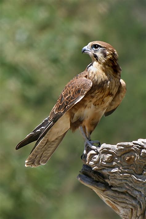 Falcon   Wikipedia
