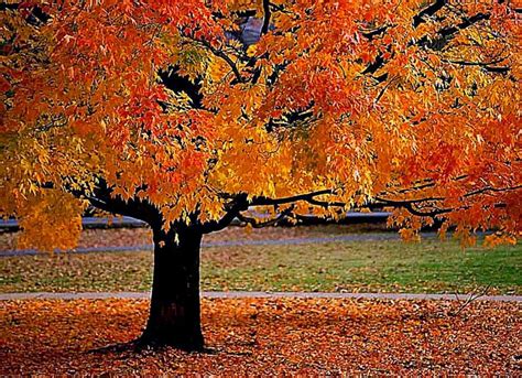 Fall Landscape Photos | Best Free HD Wallpaper