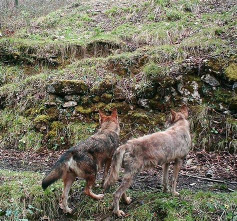 FAPAS alerta que la población de lobos de Asturias tiene ...
