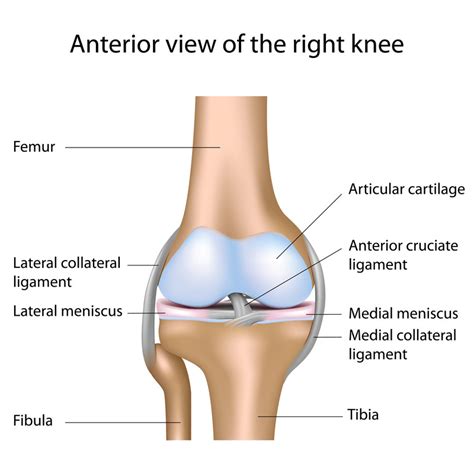 FAQs on Knee Injuries Answered by a Los Angeles Knee Surgeon