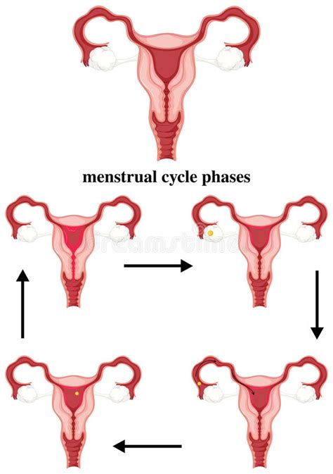 Fases De Ciclo Menstrual En Ser Humano Ilustración del ...