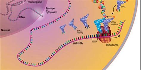 Fases de la síntesis de proteínas | HSN Blog