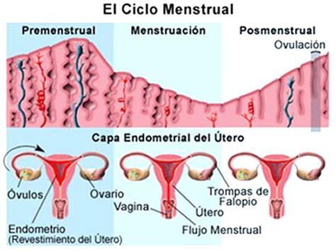 Fases del ciclo menstrual » PERIODO MENSTRUAL