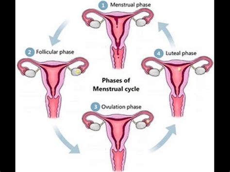 Fases del ciclo menstrual   YouTube