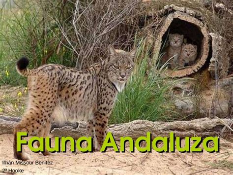 Fauna Andaluza